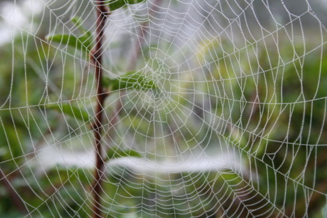 Spider webs