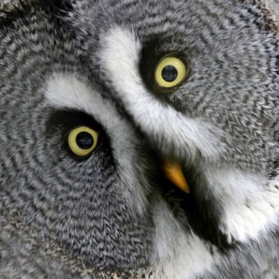 Timeline: Who Are You?