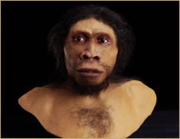 Homo ergaster (1.500.000)