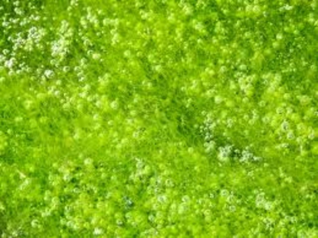 Pi encounters a carnivorous island