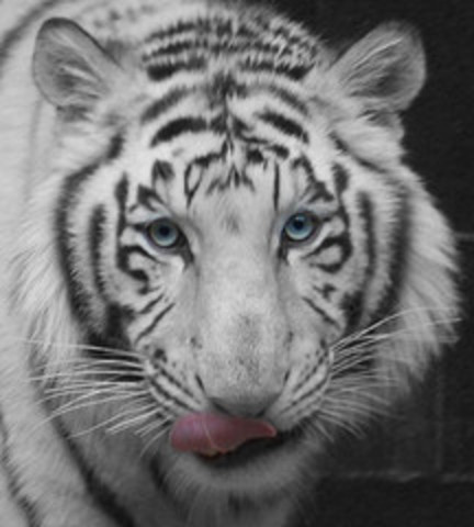 White Tigers