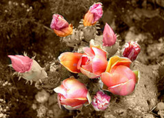 Santiago starts to fall in love with Fatima