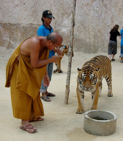 Pi teaches you how to tame a tiger