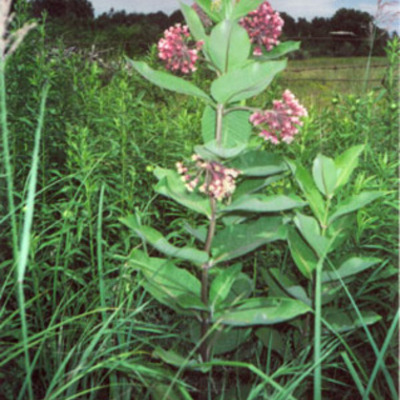 Timeline: Milkweed Historical