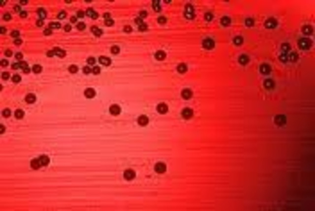 First Patent On A Living Organism