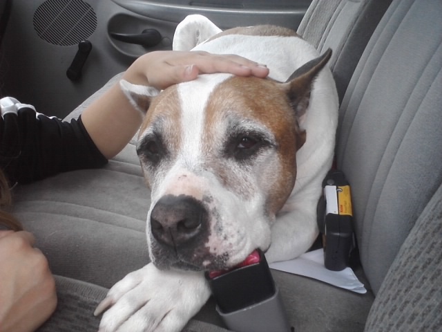 Getting & Losing My Puppy..