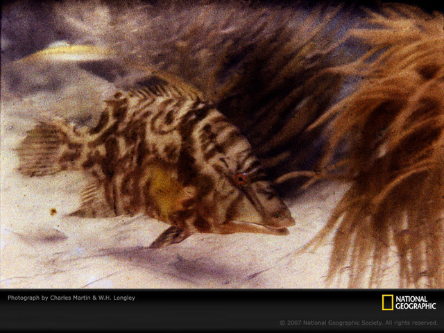 First Underwater Photo in Color