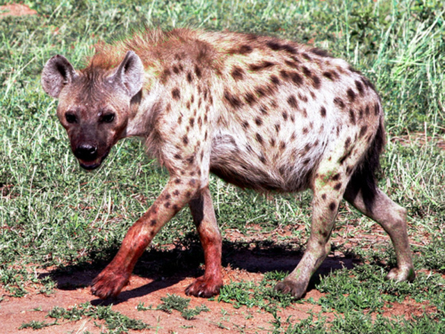 Hyena starts to eat Zebra