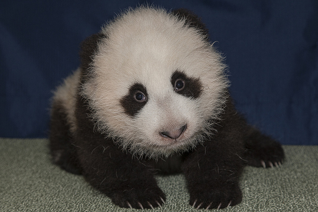 Xiao Liwu's Birthday