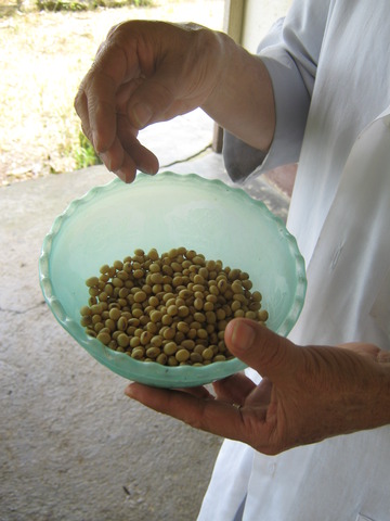 recoleccion de cocecha y consumo