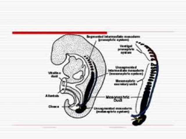 Formação do Mesonefro