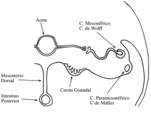 Desenvolvimento das características masculinas