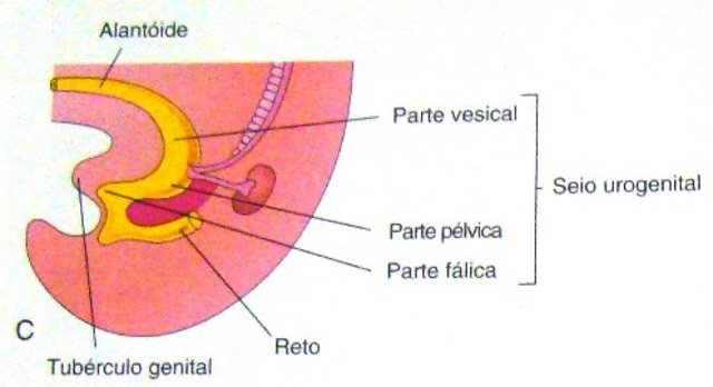 Formação da Bexiga e Uretra