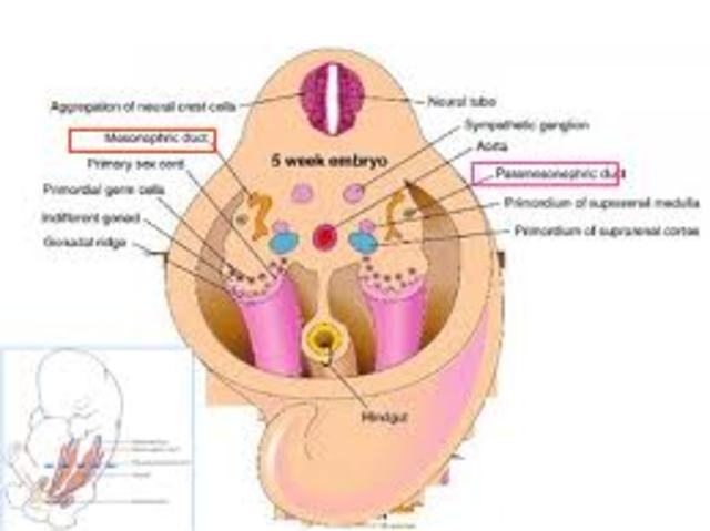 Migração de células