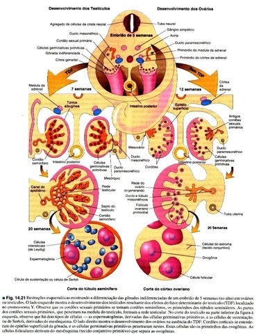 Formação da Crista Genital