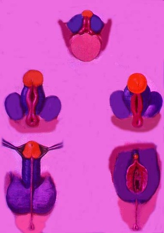 Formação do tubérculo genital