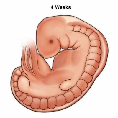 Timeline: Baby Growth Every 4 Weeks