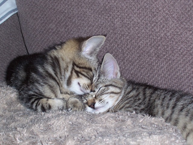New kittens, Tinka and Juno
