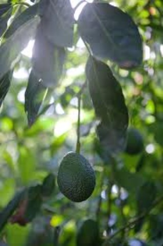 The Spanish Civil War