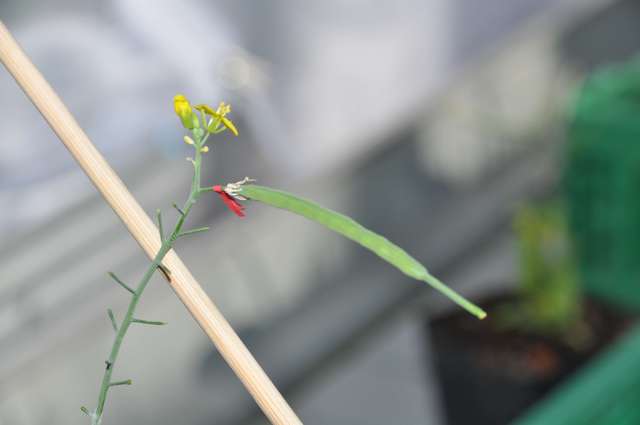 Flowering Control Plants