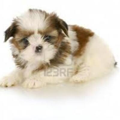 Timeline: Julia SR  American Revolution