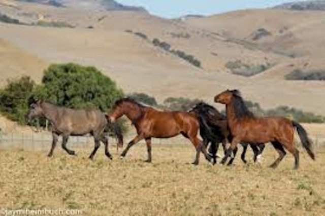 Horses arrive in Colorado