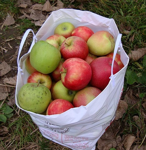 Müller und Bruno gehen zume markt um äpfeln abzuladen.