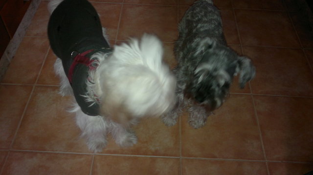 Tesa and Chispy met for the first time