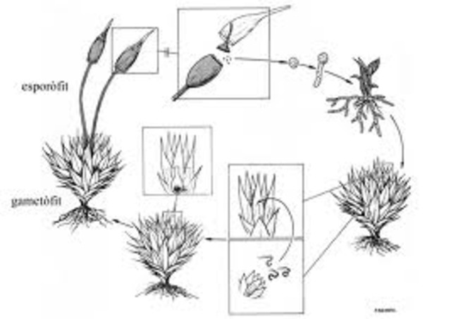 Descobriment de les espores negres