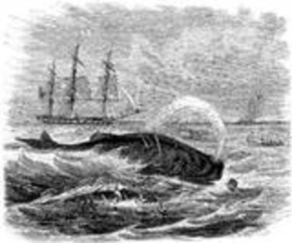 American whaling ships sail the Pacific Ocean in search of whales.