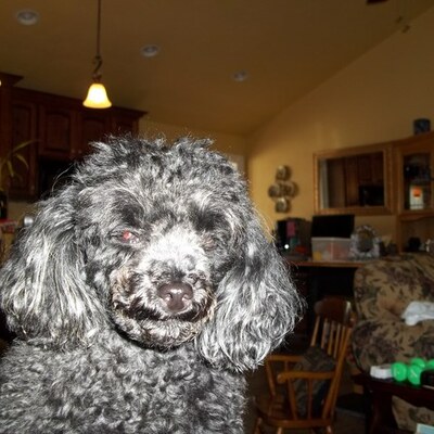 Timeline: My dog Annie's Life