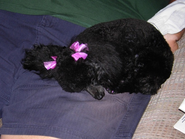 Purple Bows and Toes