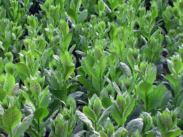 Tobacco to the Rescue