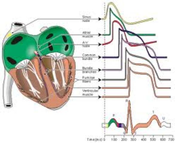Electrophysiology