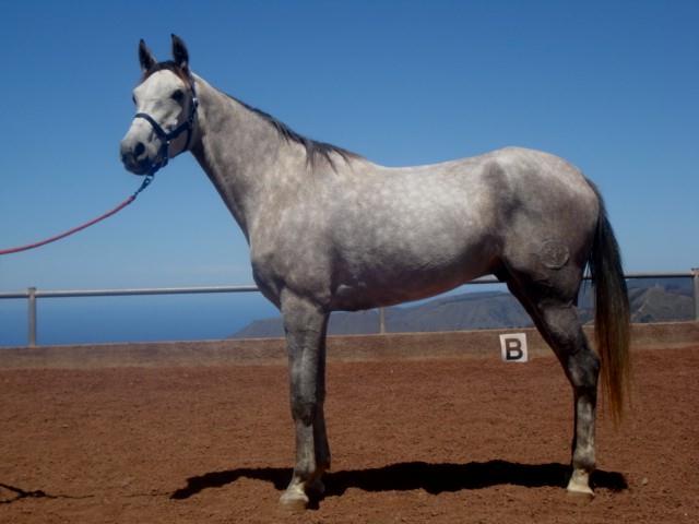 Me compre mi mejor caballo