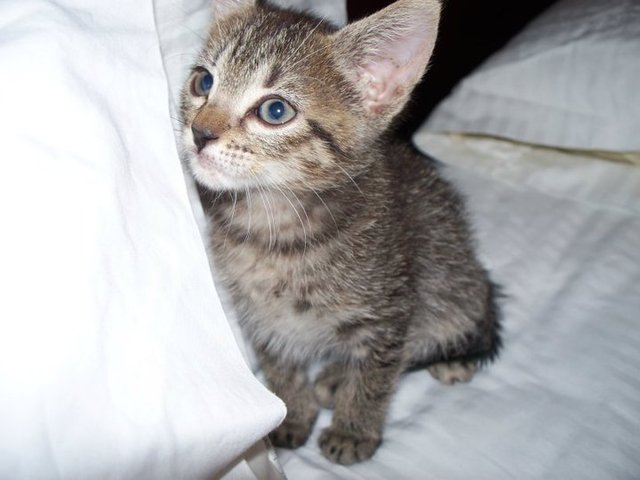 Recibí mi gato, Rose, en septiembre, dos mil y diez