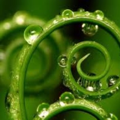 Timeline: PLANTAS- Natalia.R