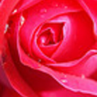 Timeline: Sample - a rose blooms...