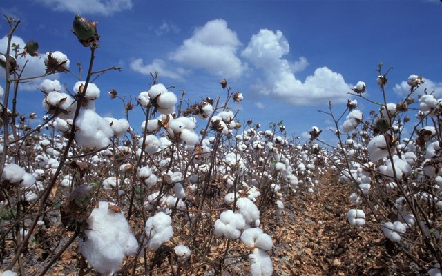 Cotton