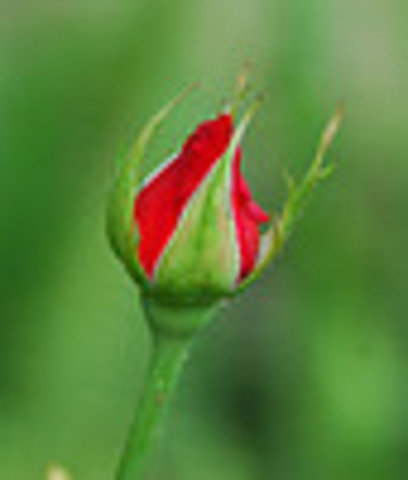 Rosebud begins to open.