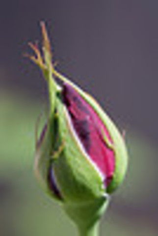 Unopened rosebud