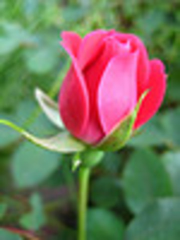 Rose begins to bloom