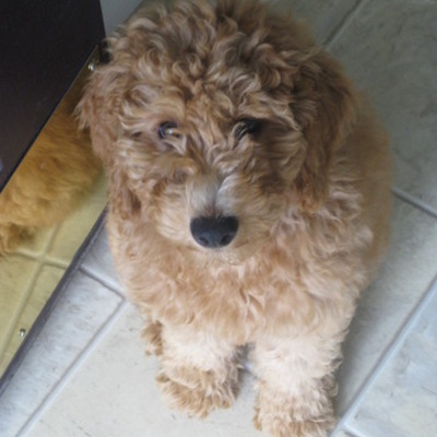 Timeline: Koli the Monster