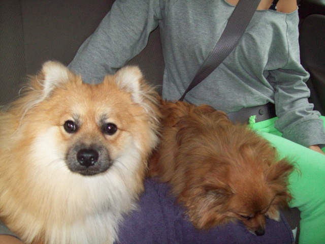 We Adopted A Dog Named Toby