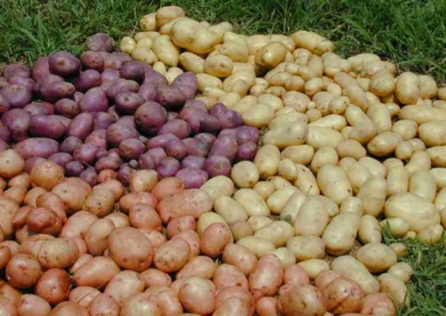 Potatos