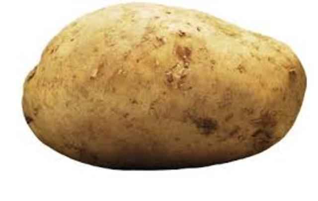 Potato