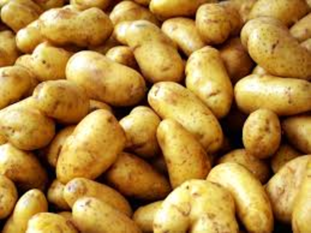 introduction of potato