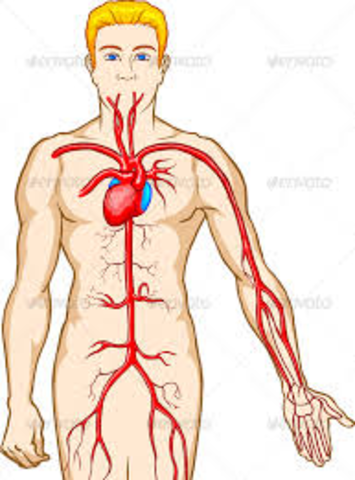 Blood Circulation
