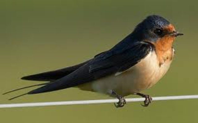 Swallow Day