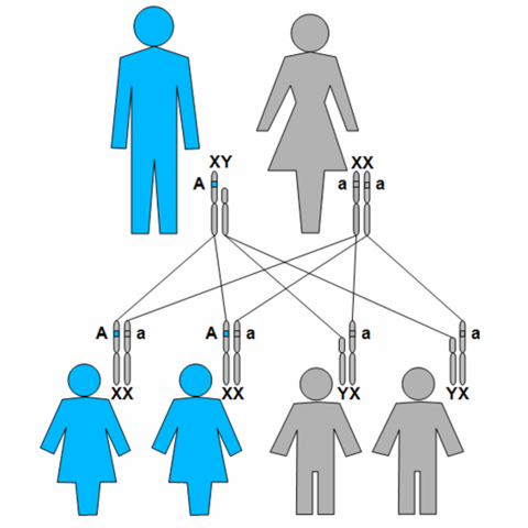 investigación Genética, plasticidad cerebral y evolución de la mujer